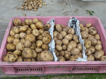 キタアカリ・チェルシー・とよしろ