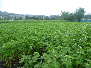 夏蕎麦畑
