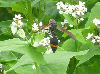 トックリハチ。