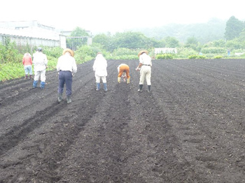 蒔き始めました