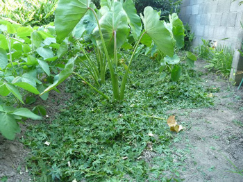 水の好きな里芋