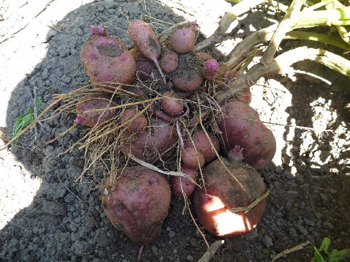 アンデスレッド