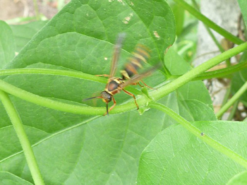 危険を知らせます