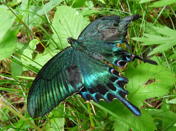 カラスアゲハ？