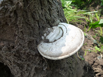 サルノコシカケ