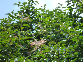 アメリカシロヒトリ