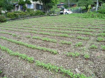 影響ありませんでした