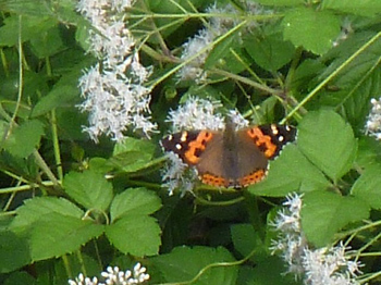 ヒメアカタテハ