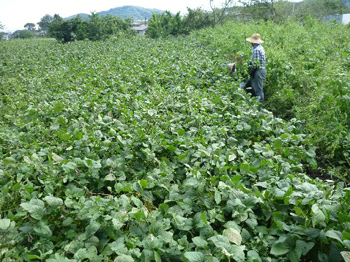 津久井在来大豆