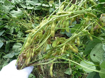 津久井在来大豆