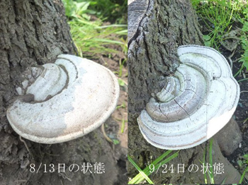 サルノコシカケ