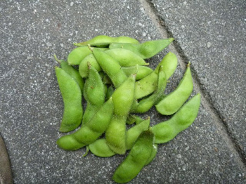 育てるのは難しい