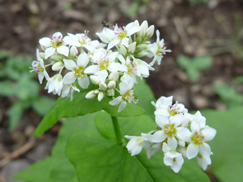 蕎麦の花