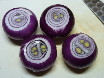 紫玉葱