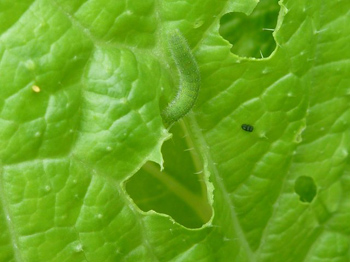 モンシロチョウ