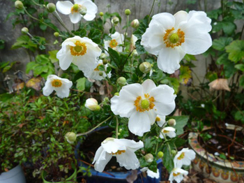 秋名菊（別名：貴船菊）