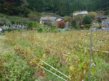 倒壊防止ロープ