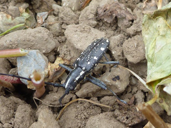 ゴマダラカミキリ