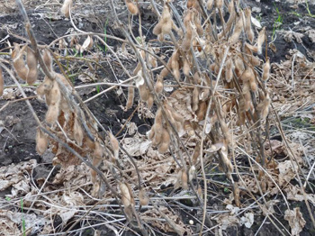 丸くなりました