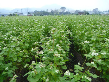 夏蕎麦は配当無し