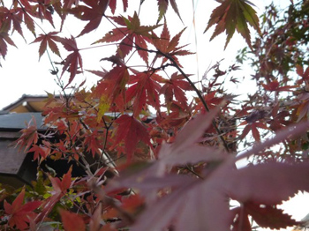 アントシアニン