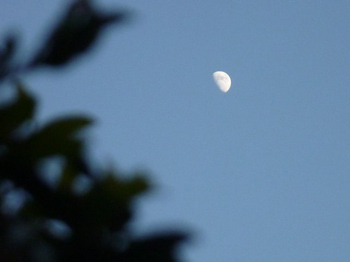 上弦の月