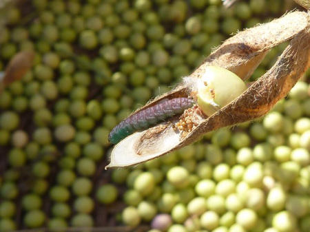 マメシンクイガ