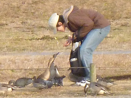 春になれば北へ帰らねば