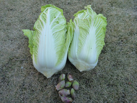 ルッコラと白菜