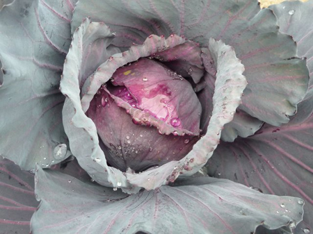 ルビーボールキャベツ