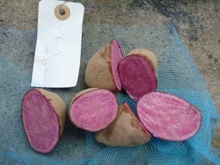 ノーザンルビー