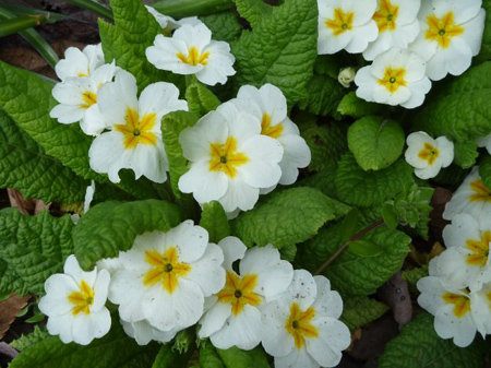 プリムラ・ポリアンサ