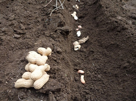 落花生