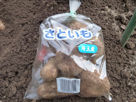 さといも