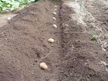 食用を種芋としました