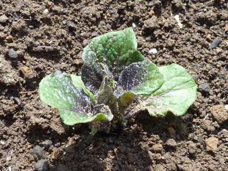 シャドークイーン