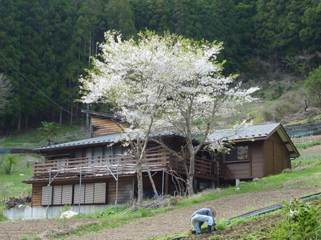 山桜