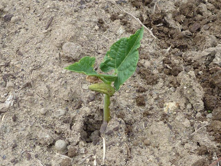 蔓無しインゲン