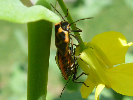 ナガメカメムシ