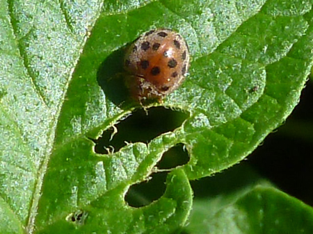 テントウムシダマシ