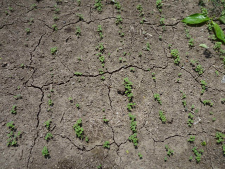 小松菜・ラディシュ・ルッコラ