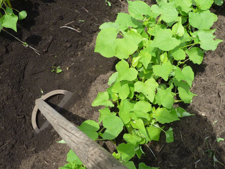 土を被せていきます