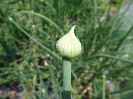 玉葱のトウ立ち