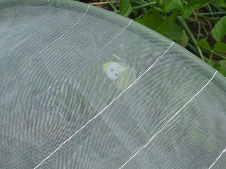 モンシロチョウ