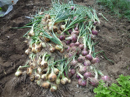 黄色・紫玉葱