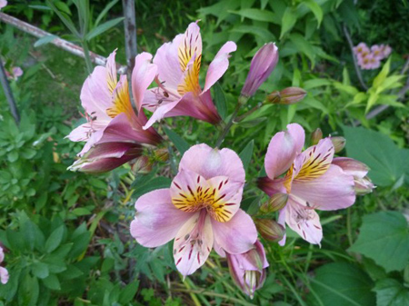 アストロメリア