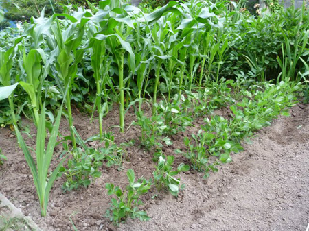 馬鈴薯・トウモロコシ・落花生