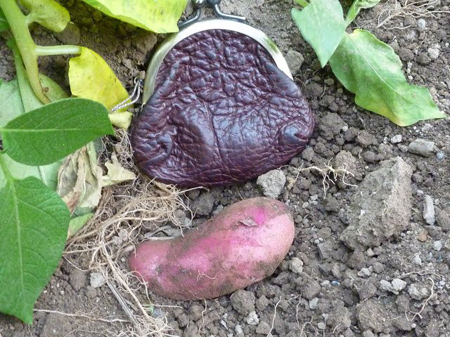 ノーザンルビー