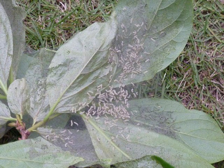 アメリカヒロヒトリ