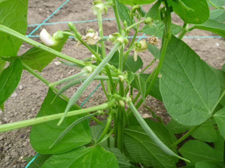 蔓無しインゲン